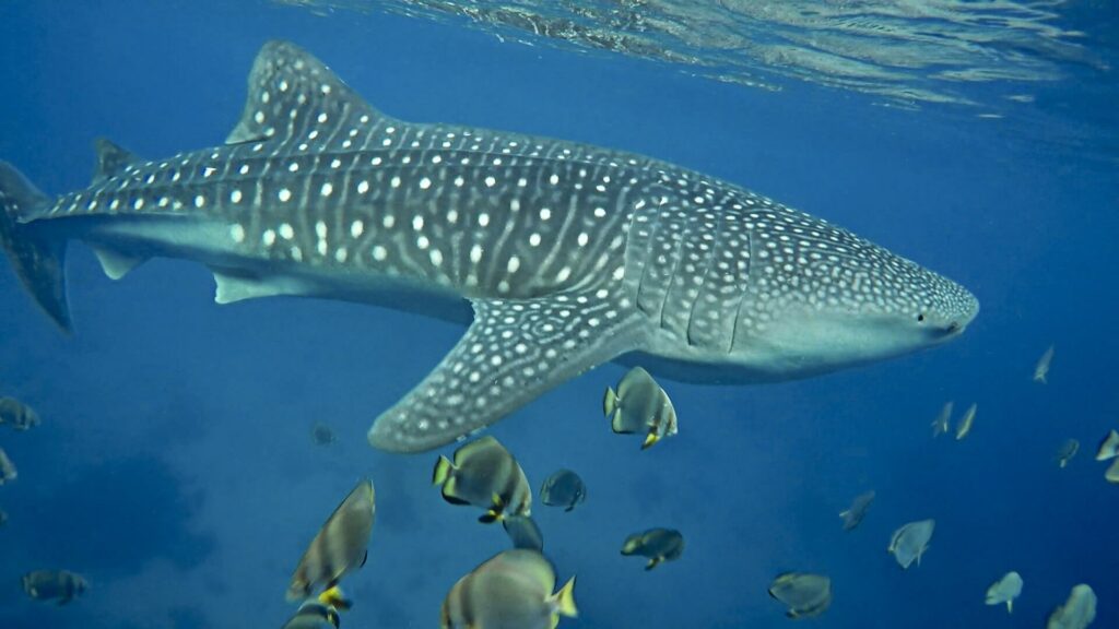 whale shark