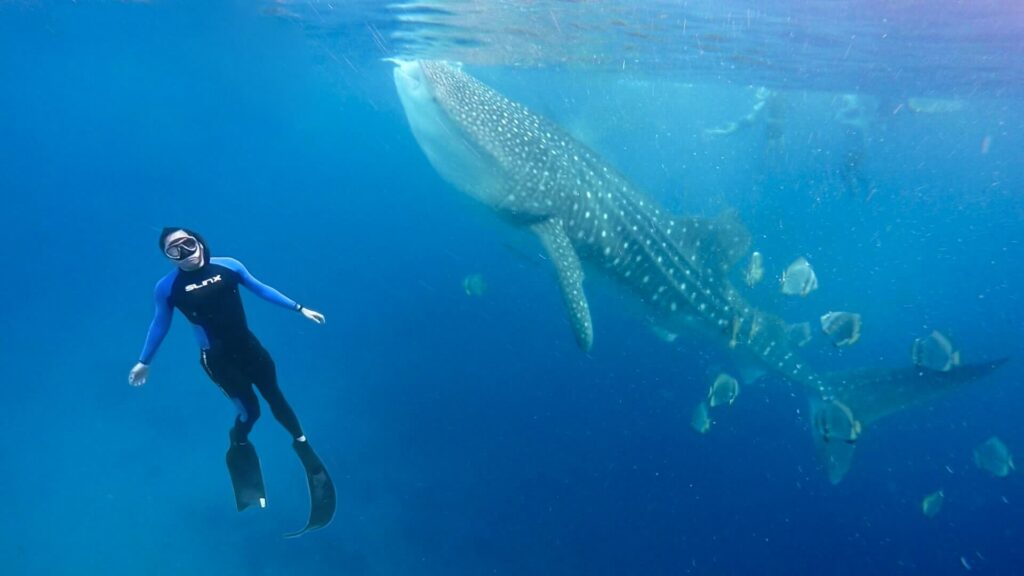 Swimming With Gentle Giants 05