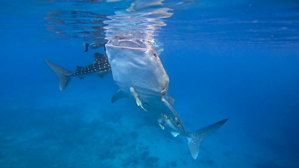 Swimming With Gentle Giants