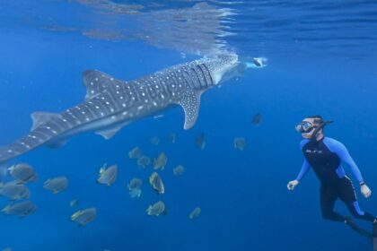 Swimming With Gentle Giants