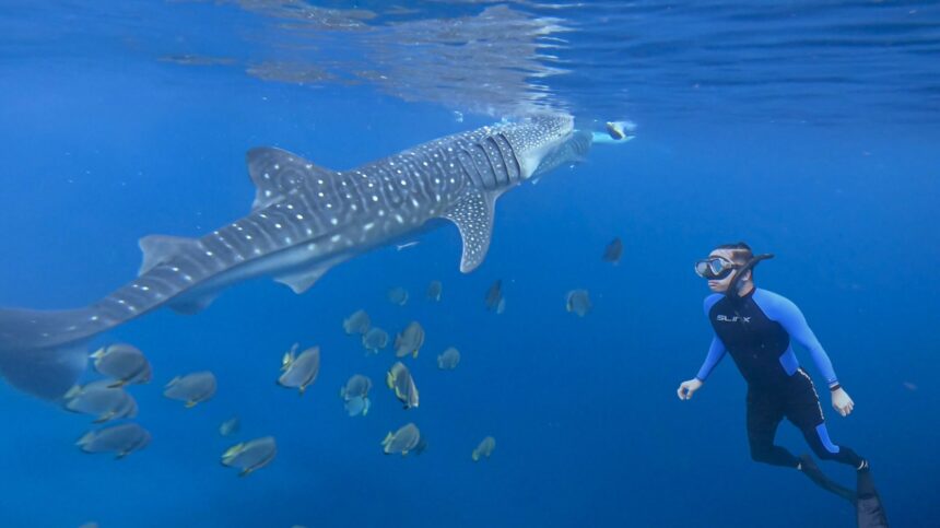 Swimming With Gentle Giants
