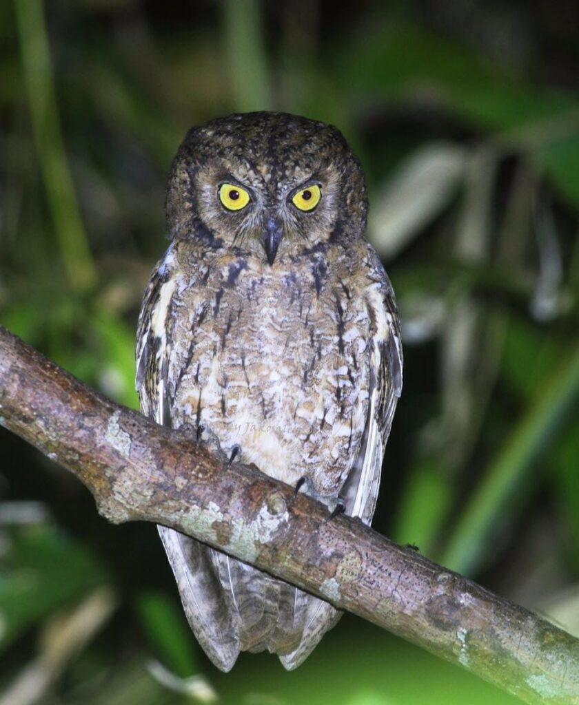Banwa Private Island Meet George Our Resident Mantanani Scops Owl