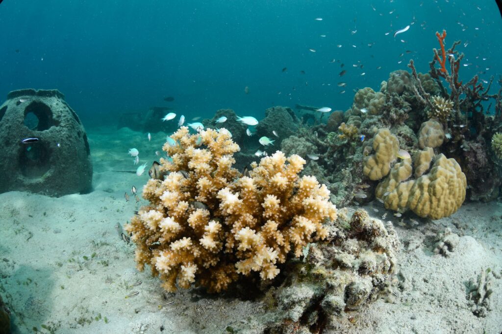 Banwa Private Island Reef Balls and Corals scaled