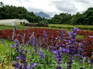 Bukid Amara 03 scaled