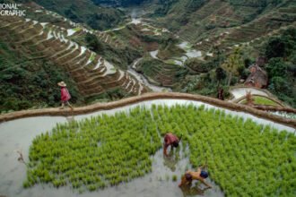 Manulife and National Geographic Society partner to protect Banaue Rice Terraces and other world heritage sites from climate change impacts