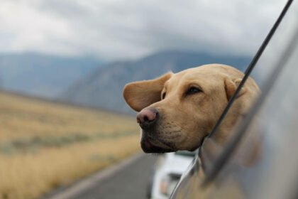 Five Tips for Stress Free Travel With Your Dog