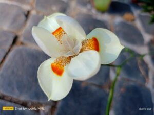 realme C55 Sample Images 13