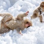 Japan Is A Winter Wonderland Snow Monkeys