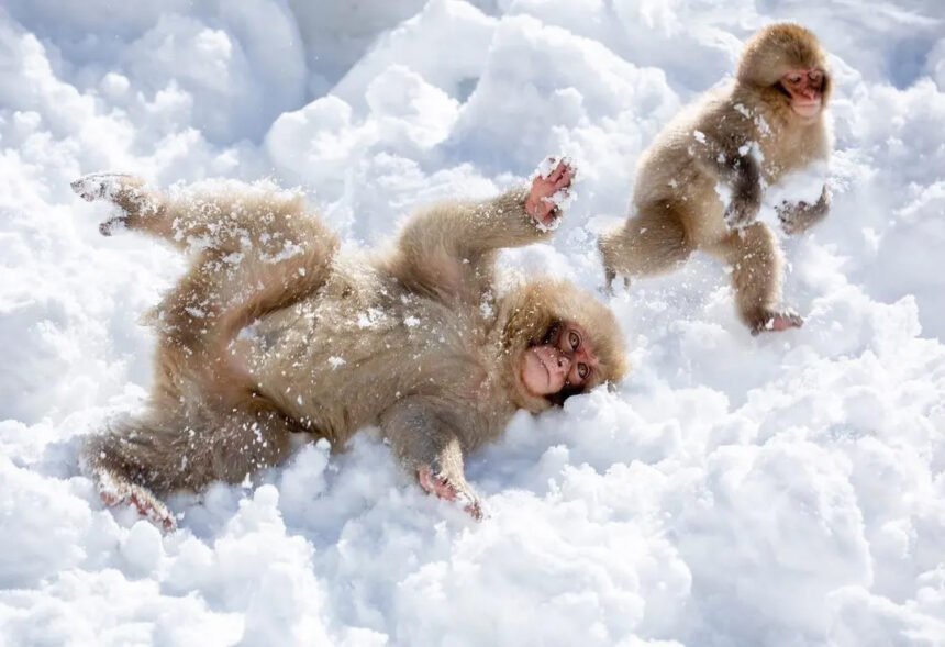 Japan Is A Winter Wonderland Snow Monkeys