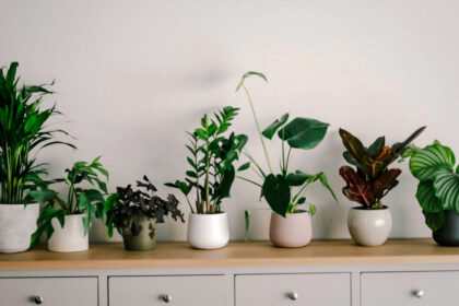 Classic Houseplants For New Homes In The Philippines 2024