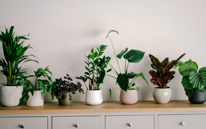 Classic Houseplants For New Homes In The Philippines 2024