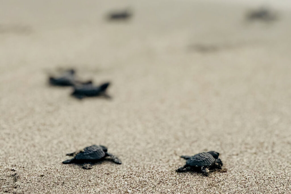 Olive ridley turtles leave their imprint on the sands of Pico Beach