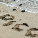 Pico de Loro Cove releases Olive Ridley Turtle Hatchlings