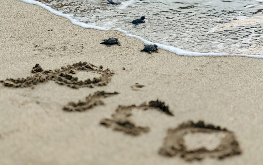 Pico de Loro Cove releases Olive Ridley Turtle Hatchlings