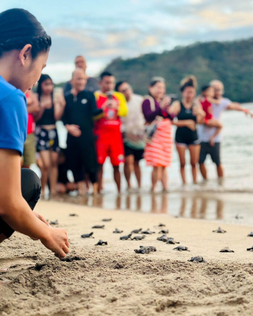 Pico de Loro Cove releases Olive Ridley Turtle Hatchlings Sports and Recreation team releases olive ridley turtle hatchlings