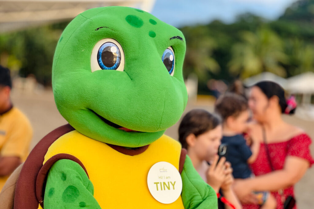 Pico de Loro Cove releases Olive Ridley Turtle Hatchlings Tiny the Turtle joins the initiative