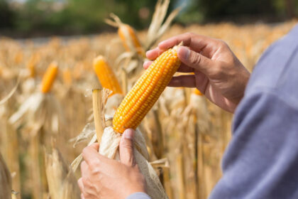 Locally Sourced Sustainably Served Pico de Loro Cove Celebrates Sustainable Gastronomy Day