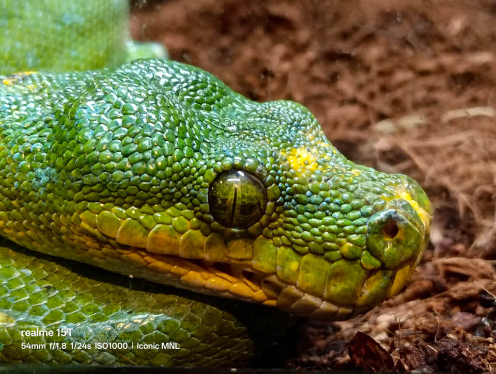 realme 15T 5G - Sample Image Animal