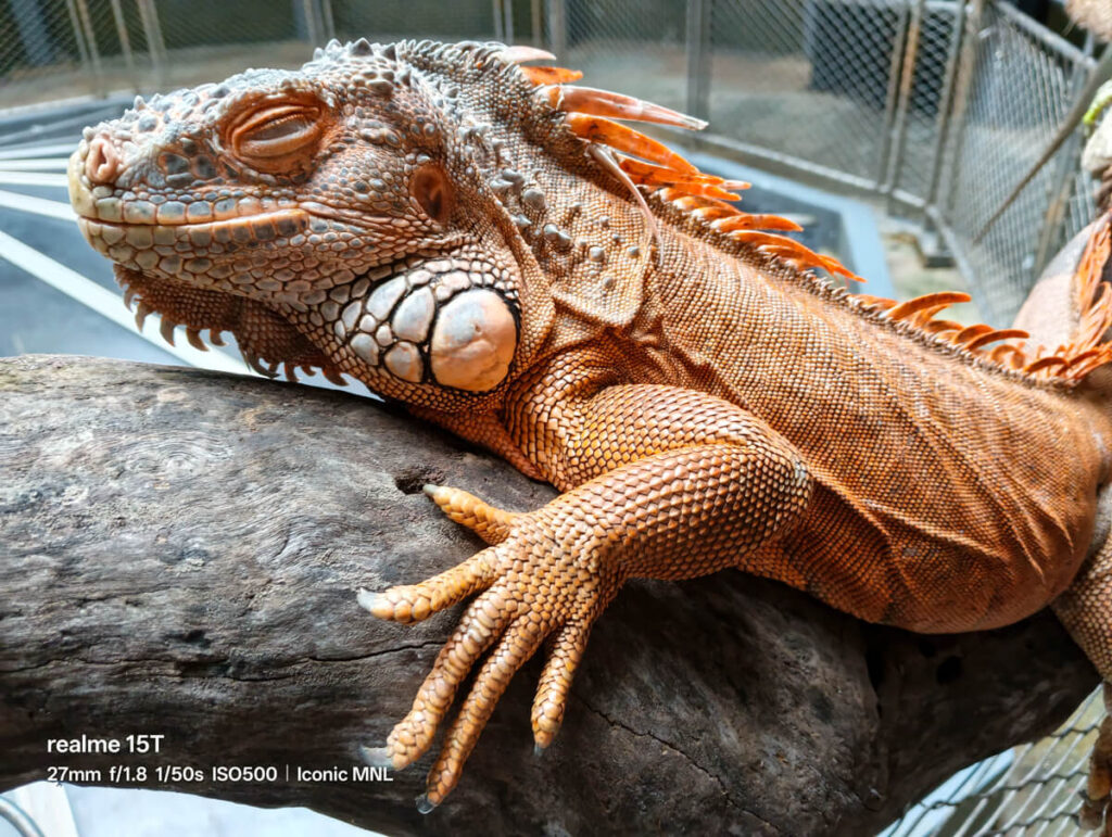 realme 15T 5G - Sample Image Animal