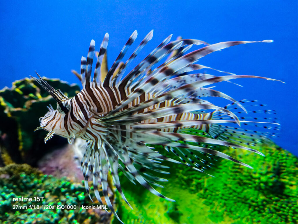 realme 15T 5G - Sample Image Animal