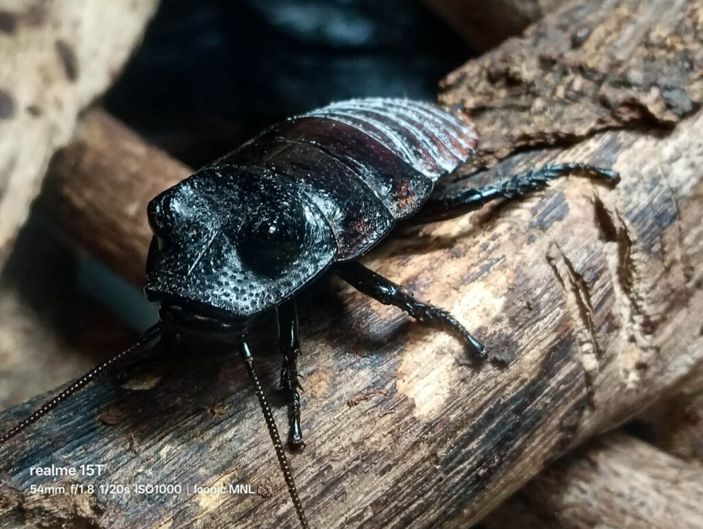 realme 15T 5G - Sample Image Animal