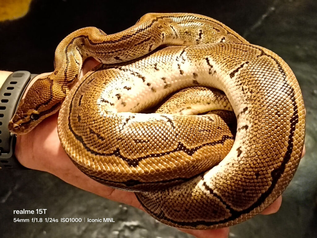 realme 15T 5G - Sample Image Animal