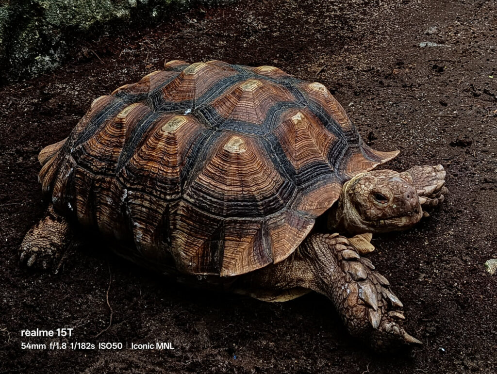 realme 15T 5G - Sample Image Animal