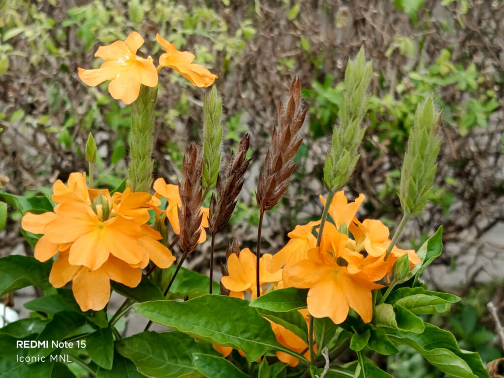 REDMI Note 15 - Sample Images