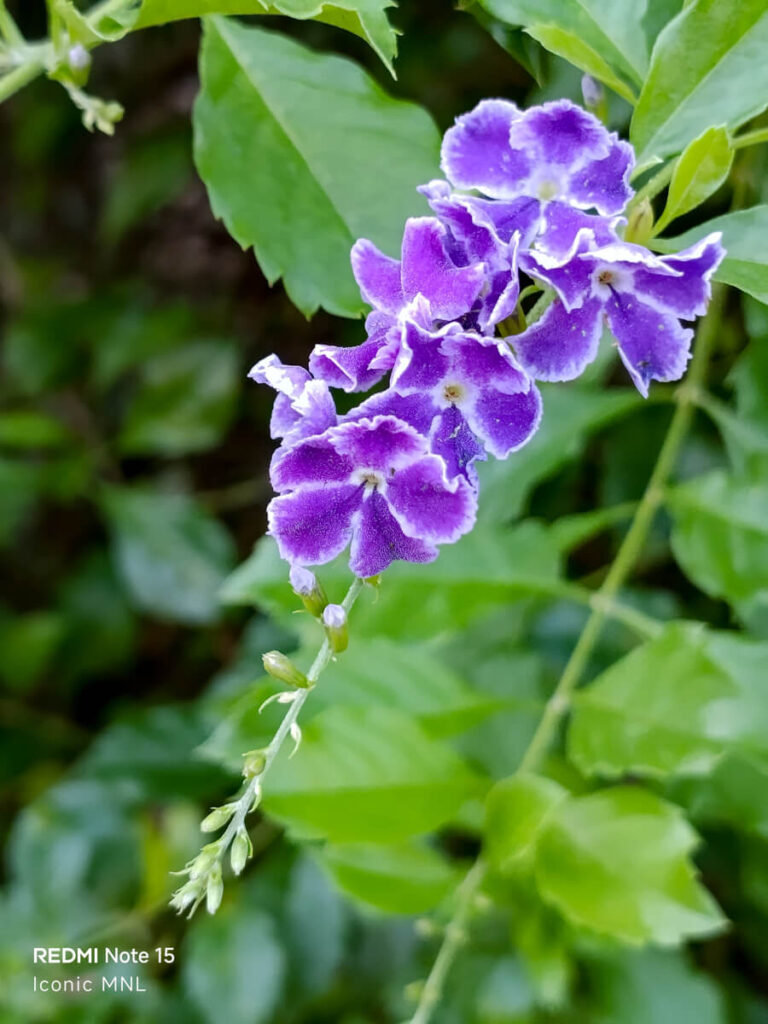 REDMI Note 15 - Sample Images