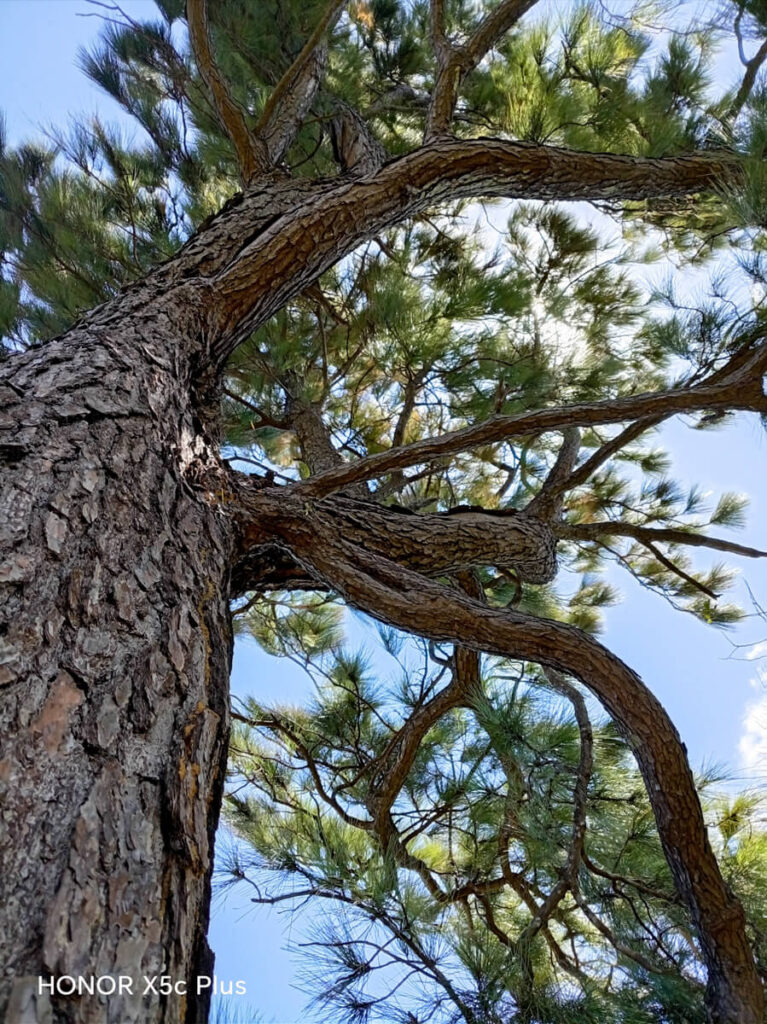 HONOR X5c Plus