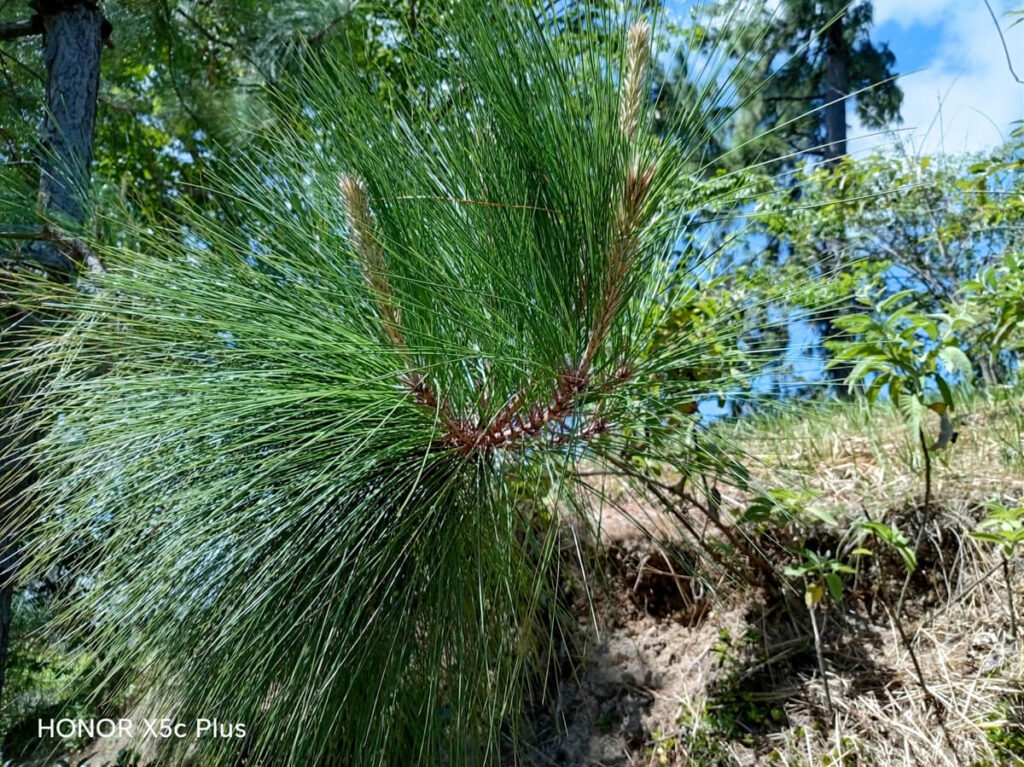 HONOR X5c Plus