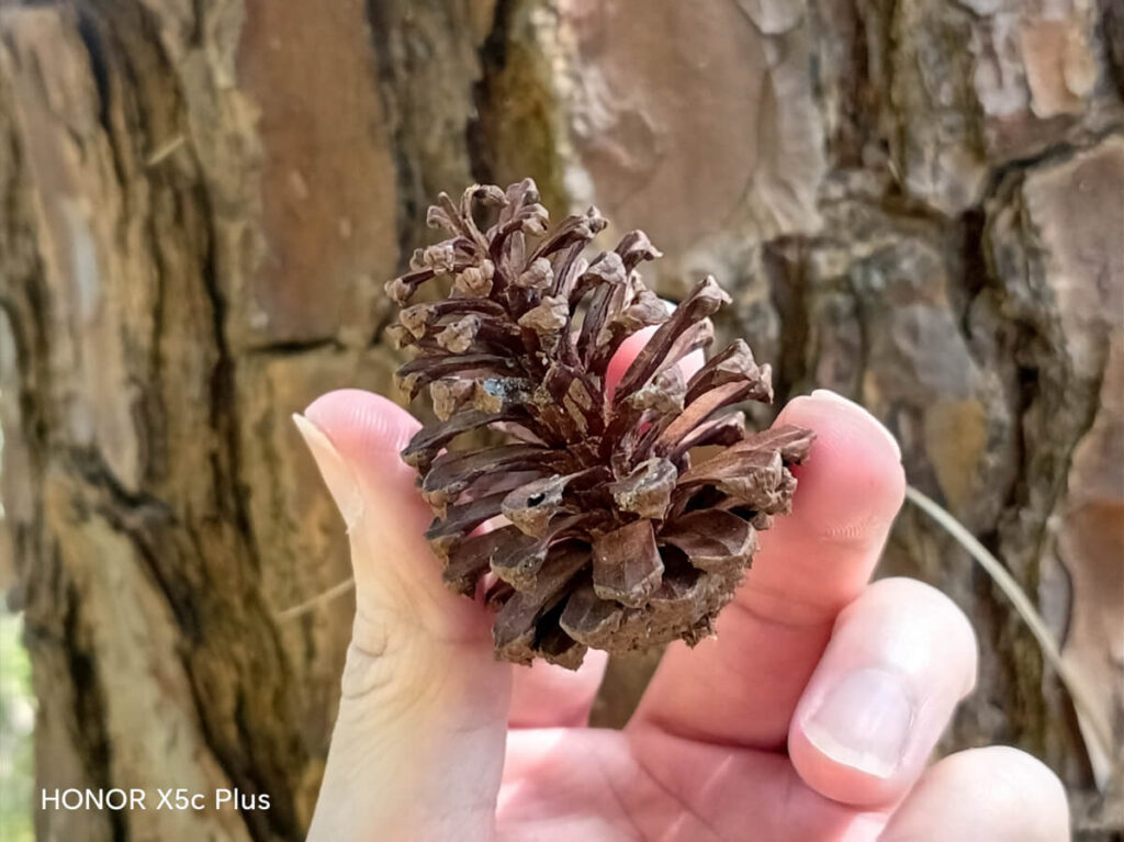 HONOR X5c Plus