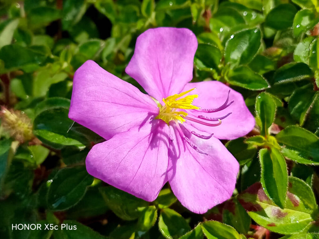 HONOR X5c Plus