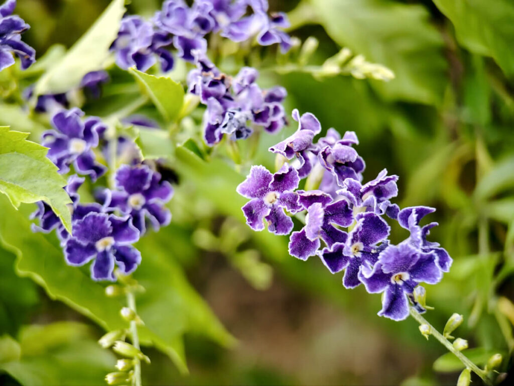 ULANZI 1678 75mm Macro Lens - Duranta erecta