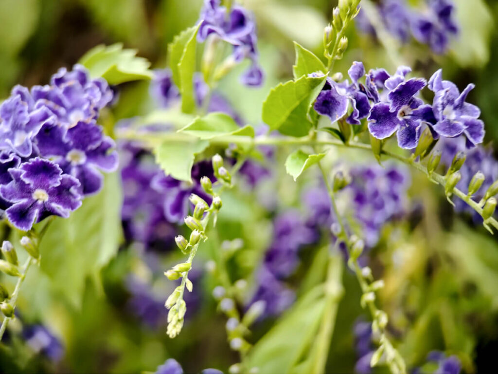 ULANZI 1678 75mm Macro Lens - Duranta erecta