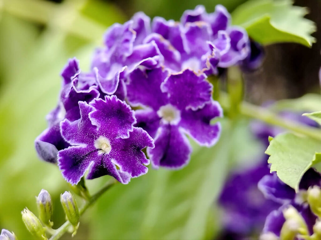 ULANZI 1678 75mm Macro Lens - Duranta erecta