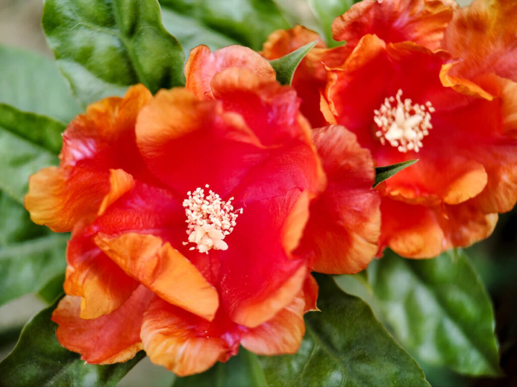 ULANZI 1678 75mm Macro Lens - Pereskia bleo