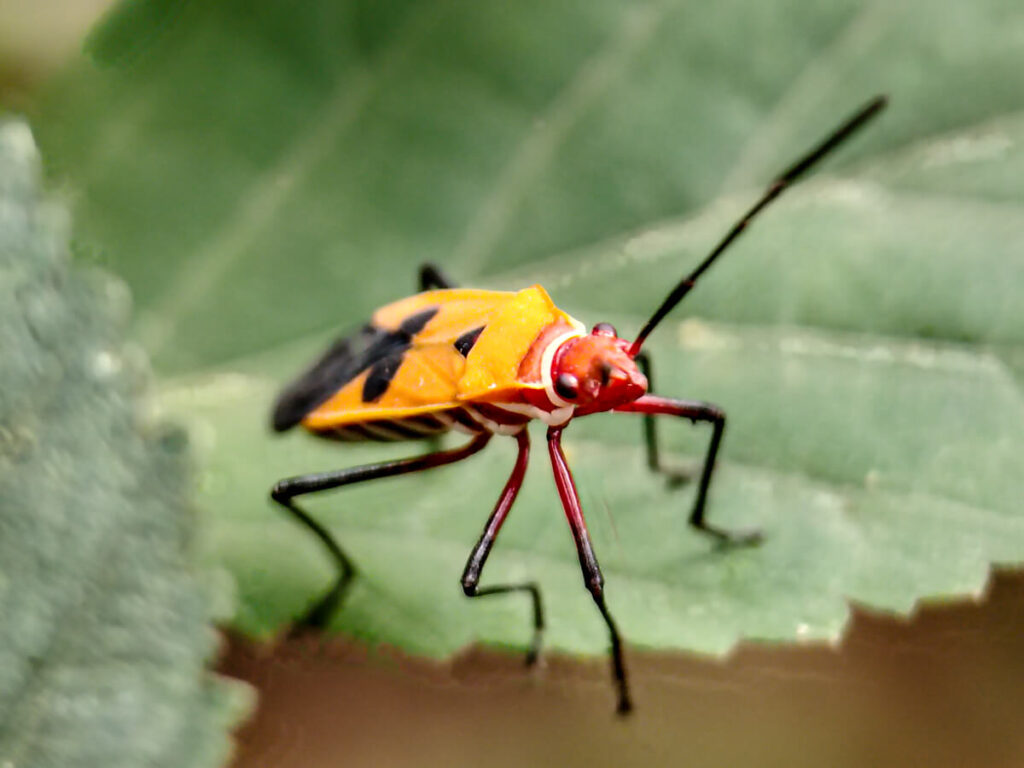 ULANZI 1678 75mm Macro Lens - Red Cotton Stainer insect