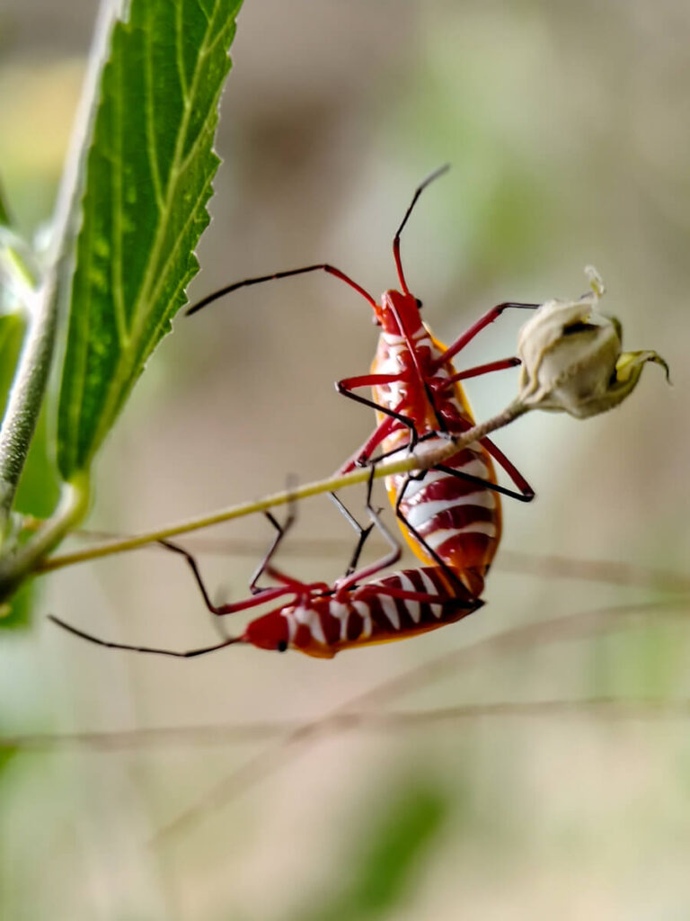 ULANZI 1678 75mm Macro Lens - Red Cotton Stainer insect