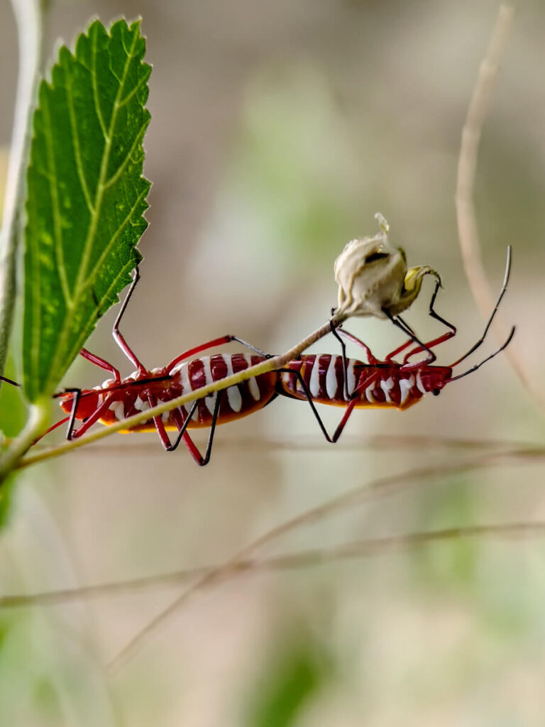ULANZI 1678 75mm Macro Lens - Red Cotton Stainer insect