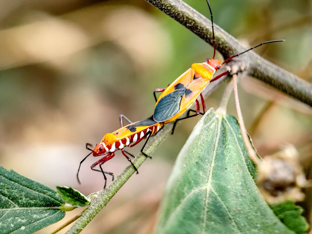 ULANZI 1678 75mm Macro Lens - Red Cotton Stainer insect