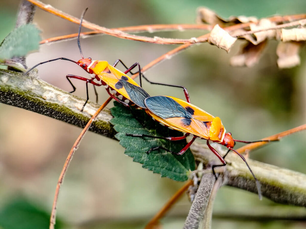 ULANZI 1678 75mm Macro Lens - Red Cotton Stainer insect