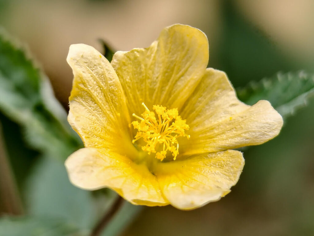 ULANZI 1678 75mm Macro Lens - Sida rhombifolia