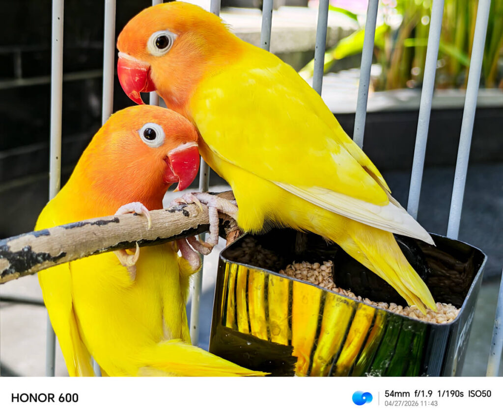 HONOR 600 5G - Sample Images