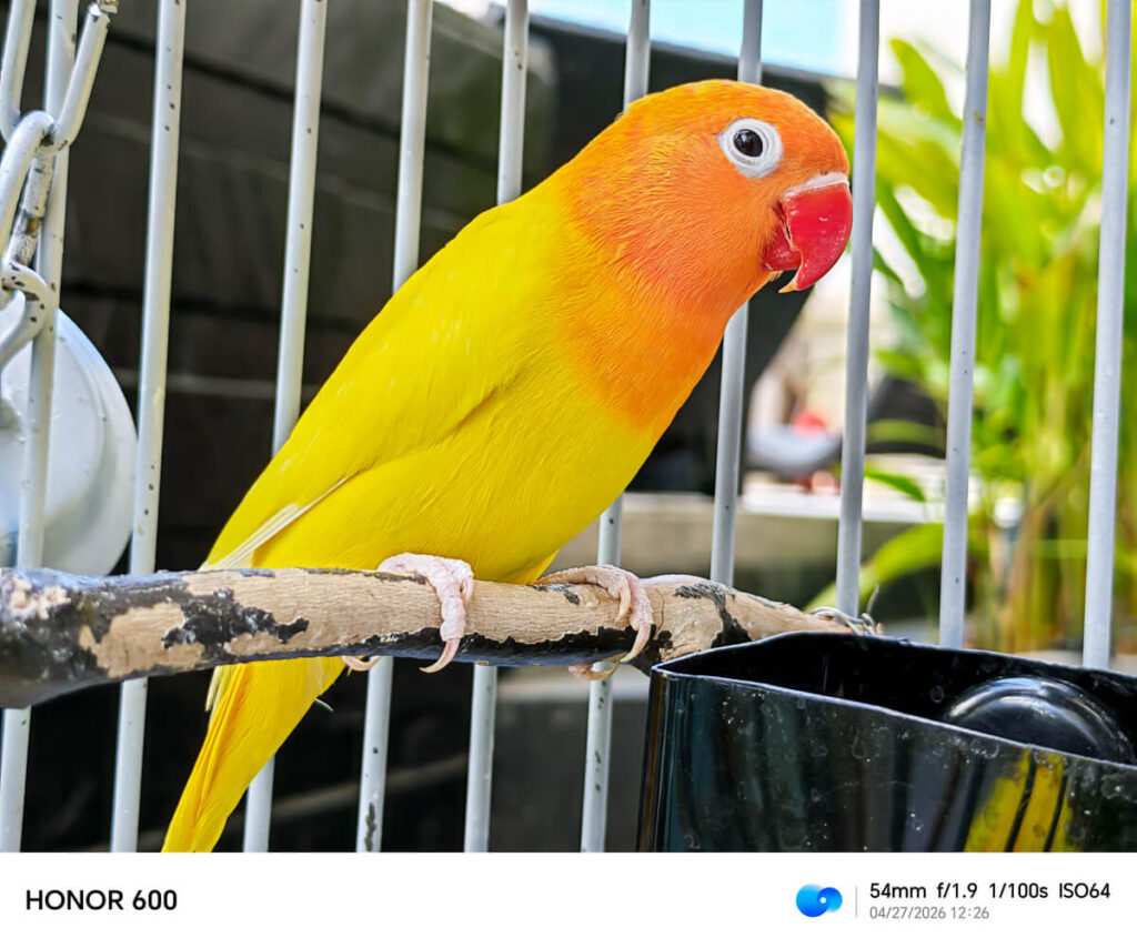 HONOR 600 5G - Sample Images