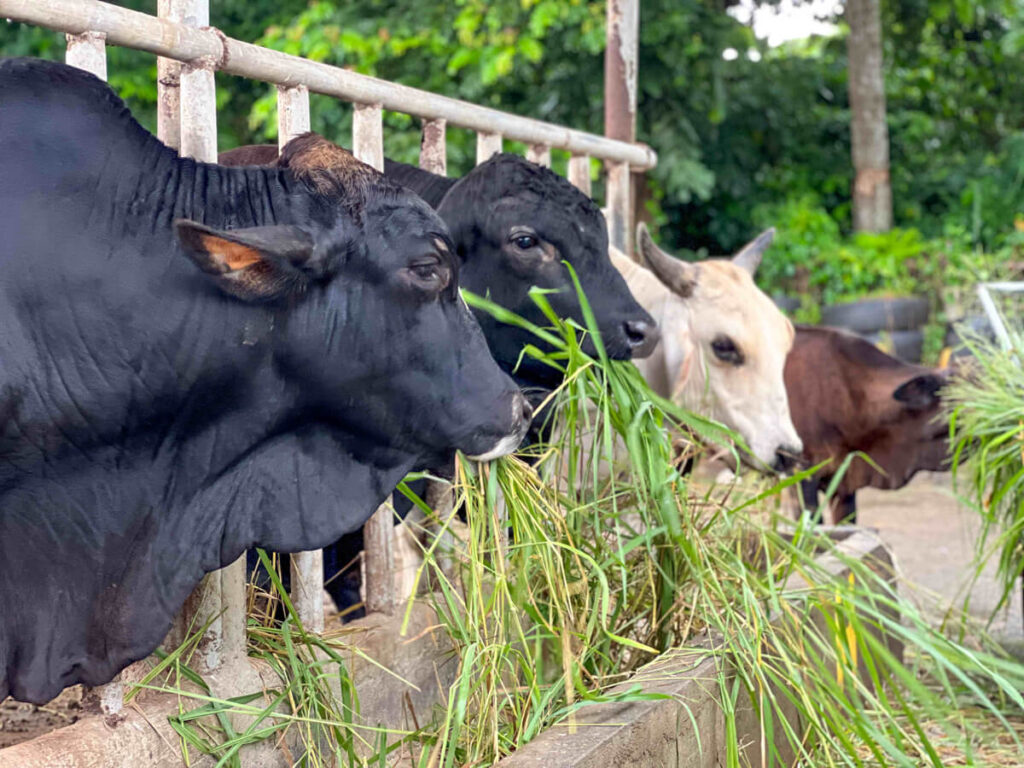 Lasang Lokal Proudly Pico Batangas Journey - The different types of cattle